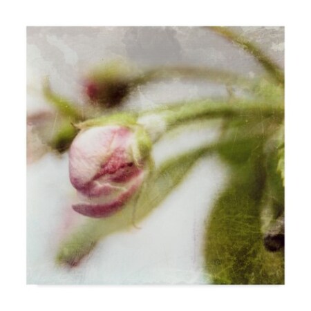 Trademark Fine Art Open Journey 'Apple Blossom Iii' Canvas Art, 35x35 WAG02626-C3535GG